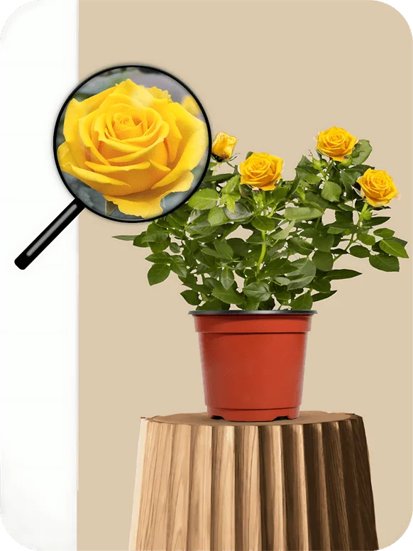 English Rose Yellow Plant | 1 255