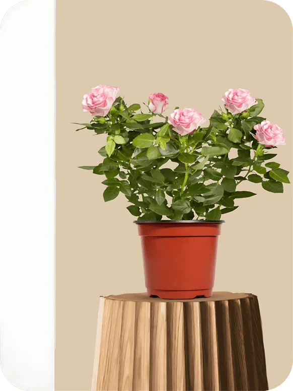 English Rose Light-Pink Plant | 1 258