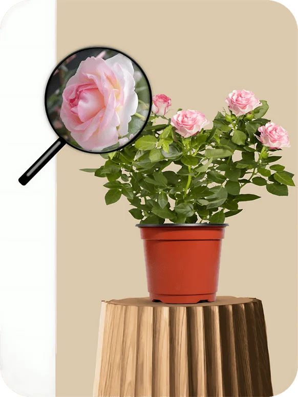 English Rose Light-Pink Plant | 1 259