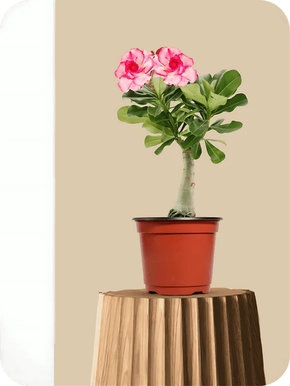 Adenium Pink-White Double Petal Plant | 1 26