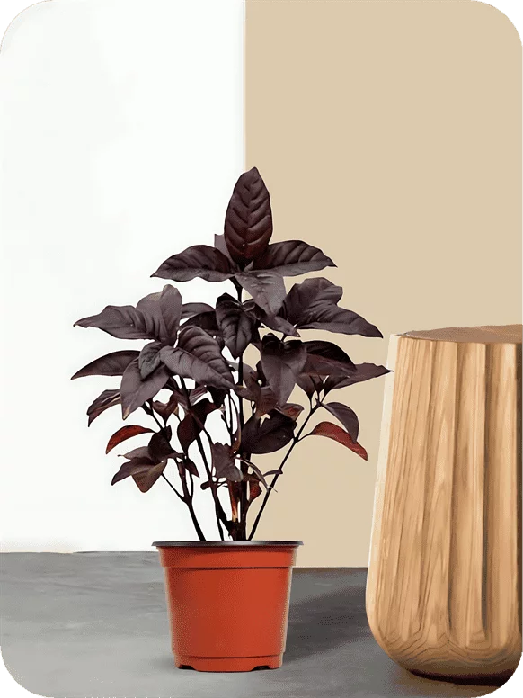 Eranthemum Black Plant | 1 266