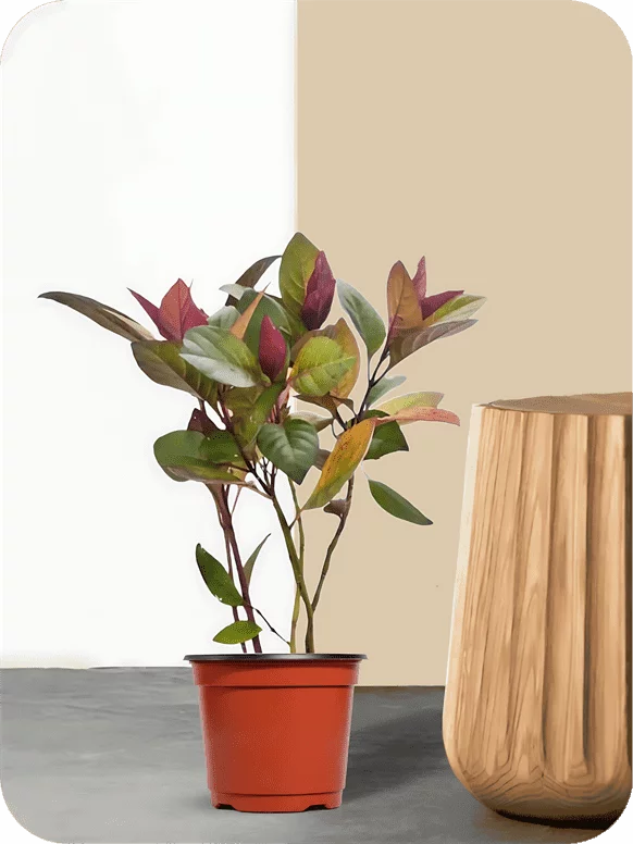 Eranthemum Red Plant | 1 267