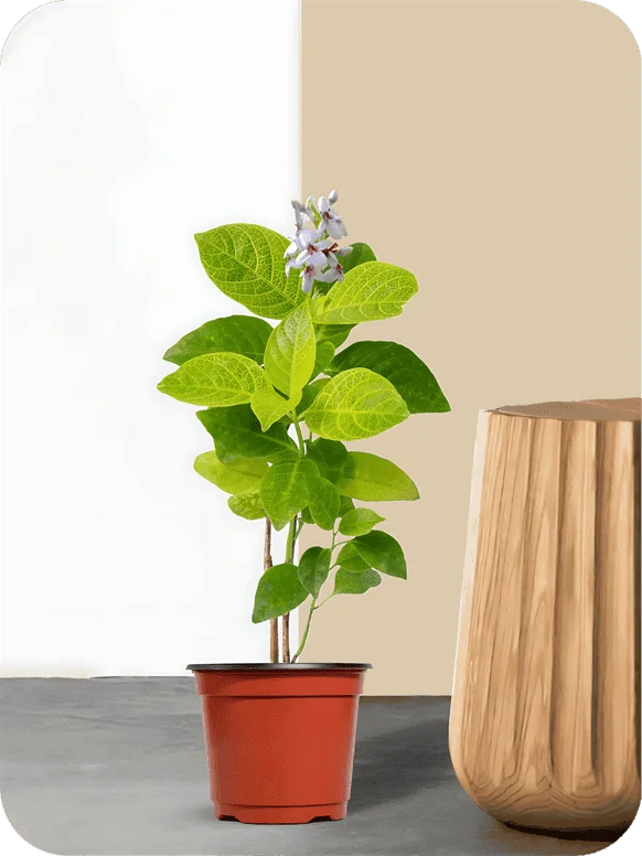 Eranthemum Gold Plant | 1 268