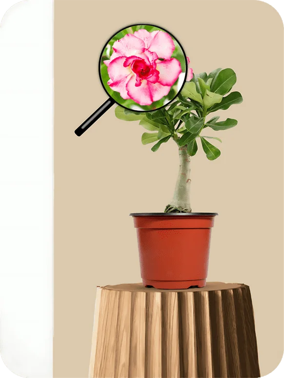 Adenium Pink-White Double Petal Plant | 1 27