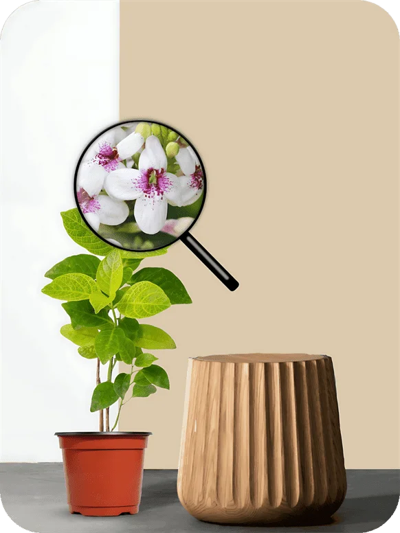 Eranthemum Gold Plant | 1 274