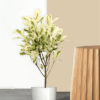 Ficus Starlight Plant