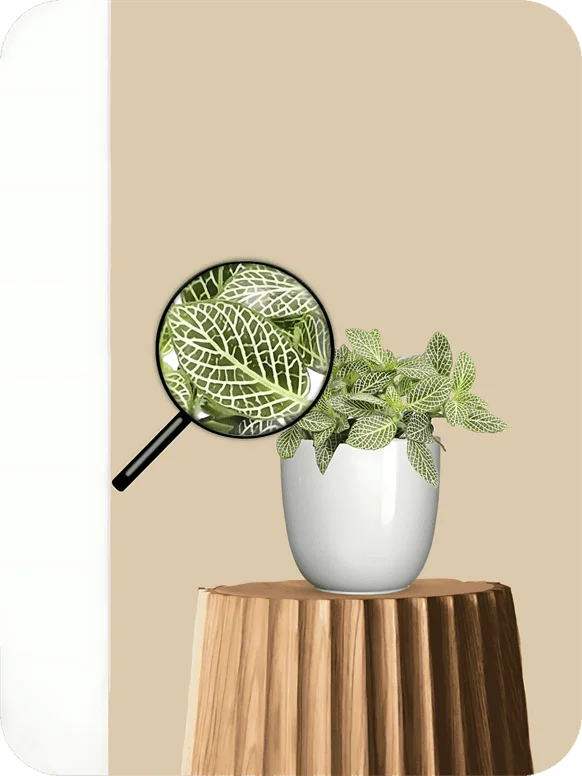 Fittonia - White Nerve Plant | 1 288