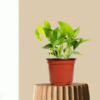 Green Money Plant