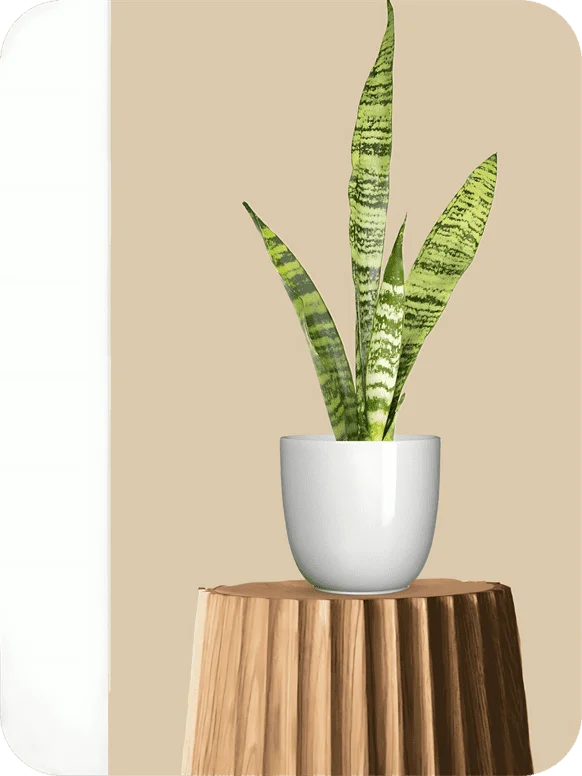 Green Snake Plant | 1 317