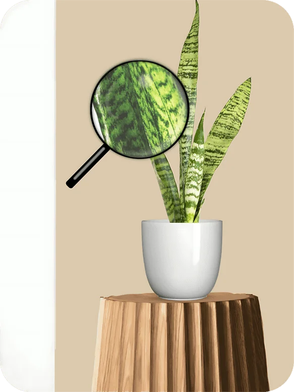 Green Snake Plant | 1 318