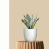 Green Lotus Snake Plant