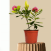 First Love Pink Plant