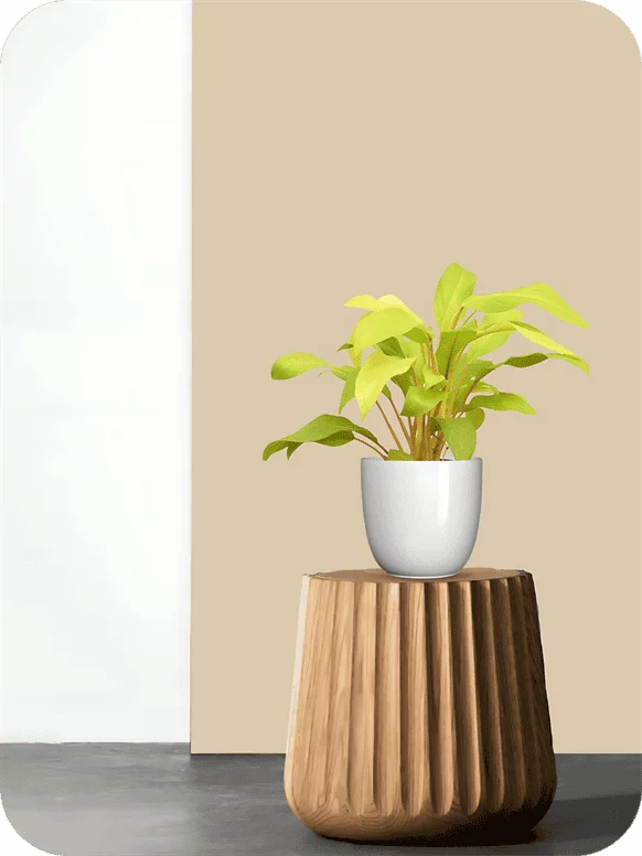Golden Philodendron Plant | 1 329