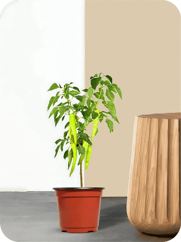 Green Chilli Plant | 1 344