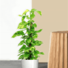 Green Money Plant with Moss Pole