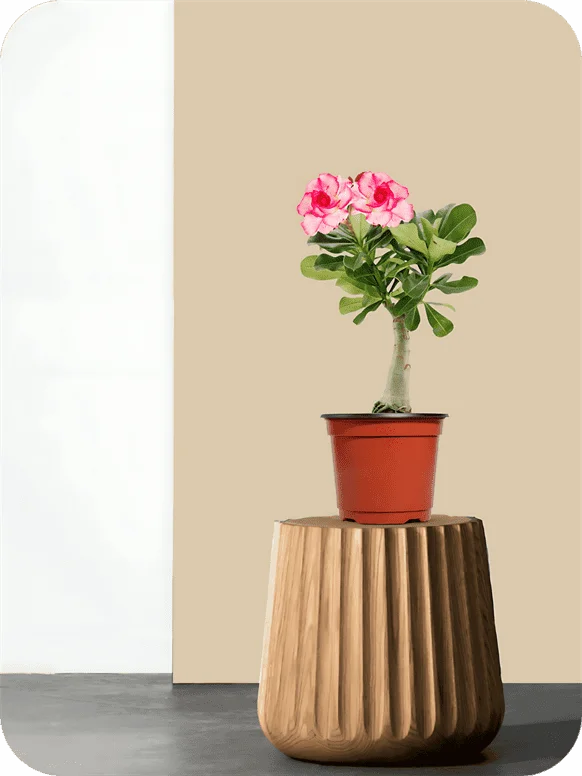 Adenium Pink-White Double Petal Plant | 1 36