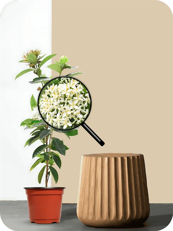Ixora White Plant | 1 363