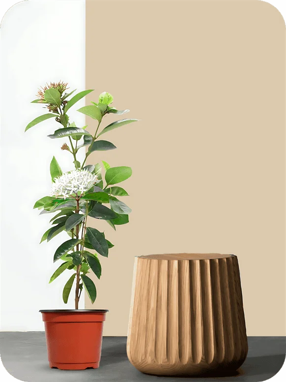 Ixora White Plant | 1 364