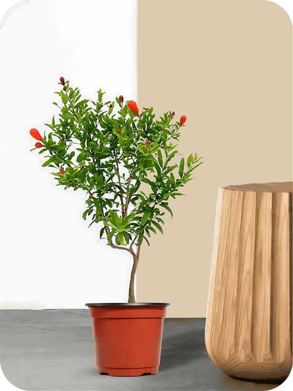 Anar - Dwarf Pomegranate Plant | 1 368