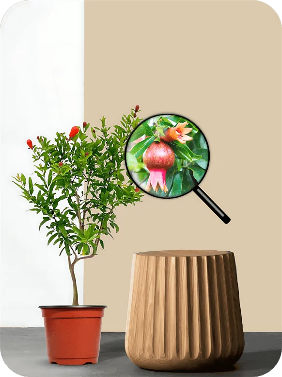 Anar - Dwarf Pomegranate Plant | 1 370