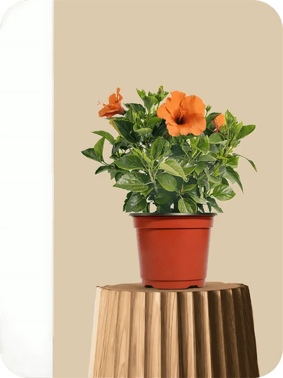 Jasud - Hibiscus Orange Dwarf Plant | 1 378