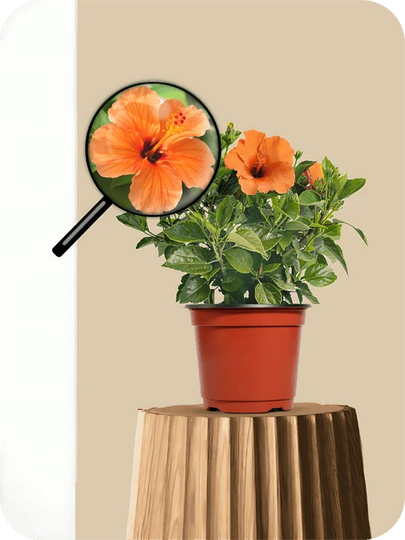 Jasud - Hibiscus Orange Dwarf Plant | 1 379