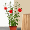 Jasud - Hibiscus Red Plant