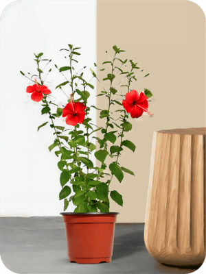 Jasud - Hibiscus Red Plant