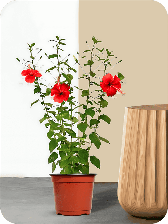 Jasud - Hibiscus Red Plant 1 Jasud - Hibiscus Red Plant