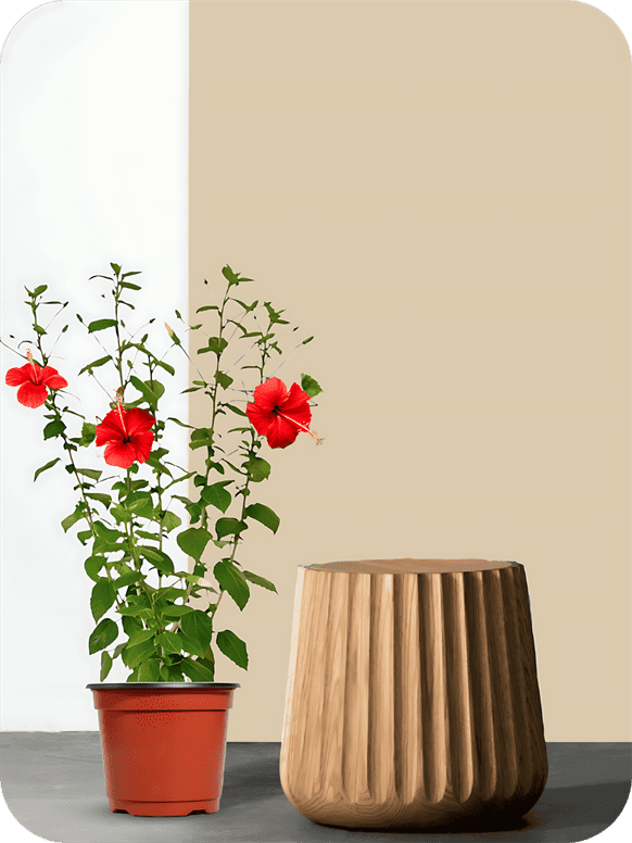 Jasud - Hibiscus Red Plant 2 Jasud - Hibiscus Red Plant - Image 2