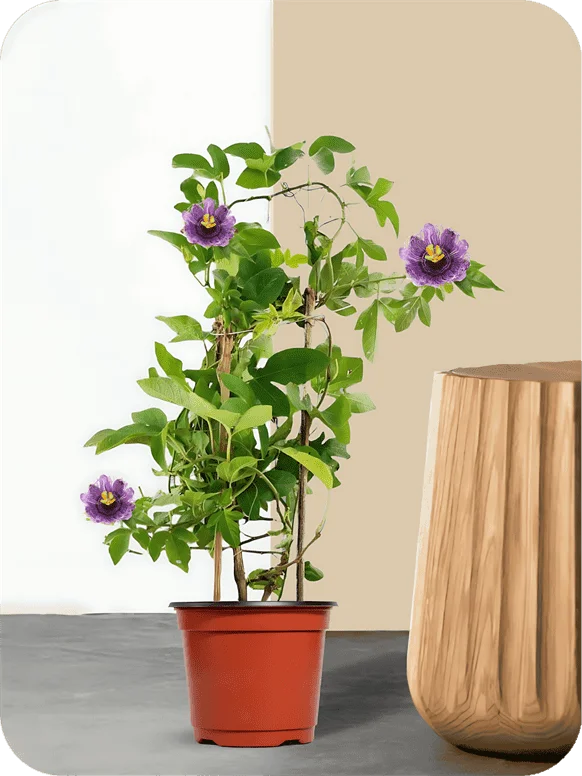 Krishna Kamal Purple Plant | 1 441
