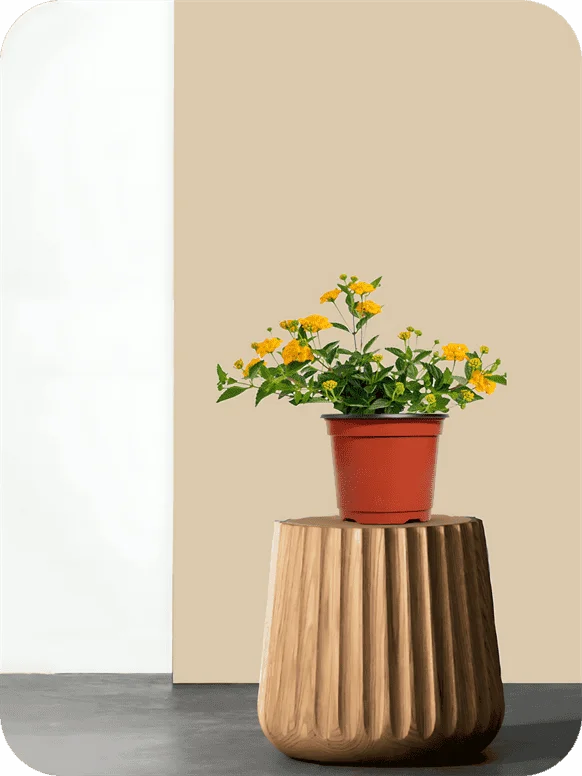 Lantana Yellow Plant | 1 465
