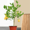 Lemon Dwarf Plant