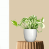 Marble Prince Money Plant