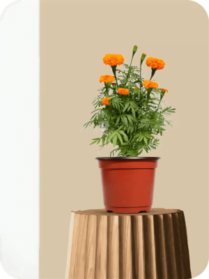 Marigold Orange Plant