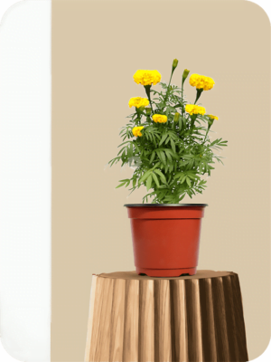 Marigold Yellow Plant