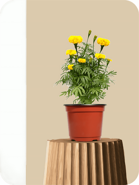 Marigold Yellow Plant 1 Marigold Yellow Plant