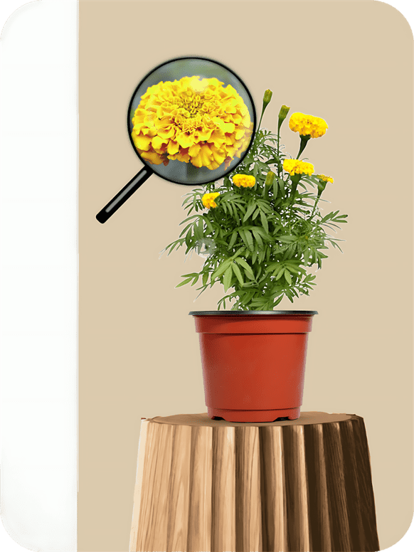 Marigold Yellow Plant 3 Marigold Yellow Plant - Image 3