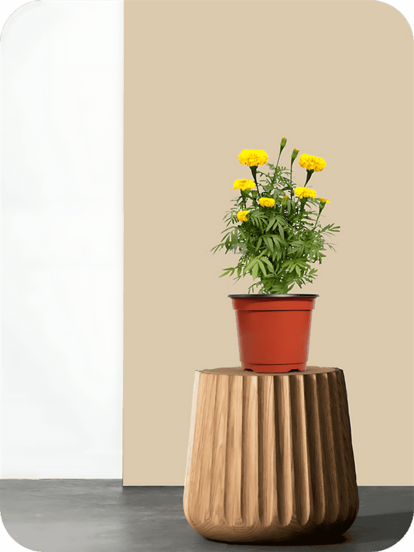 Marigold Yellow Plant 2 Marigold Yellow Plant - Image 2