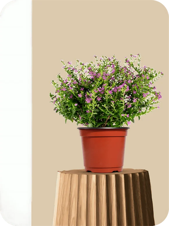 Mexican Heather Purple Plant | 1 494