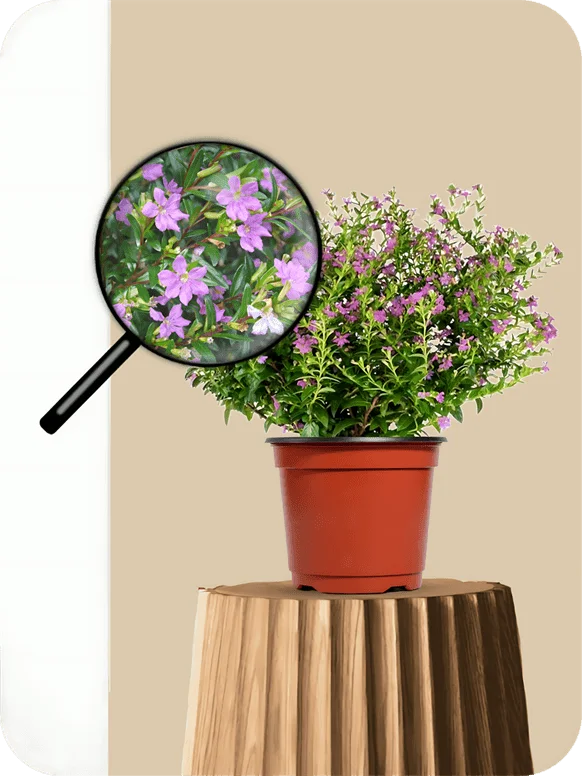 Mexican Heather Purple Plant | 1 495
