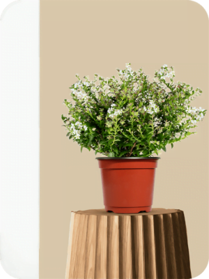 Mexican Heather White Plant