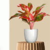 Aglaonema Red Plant