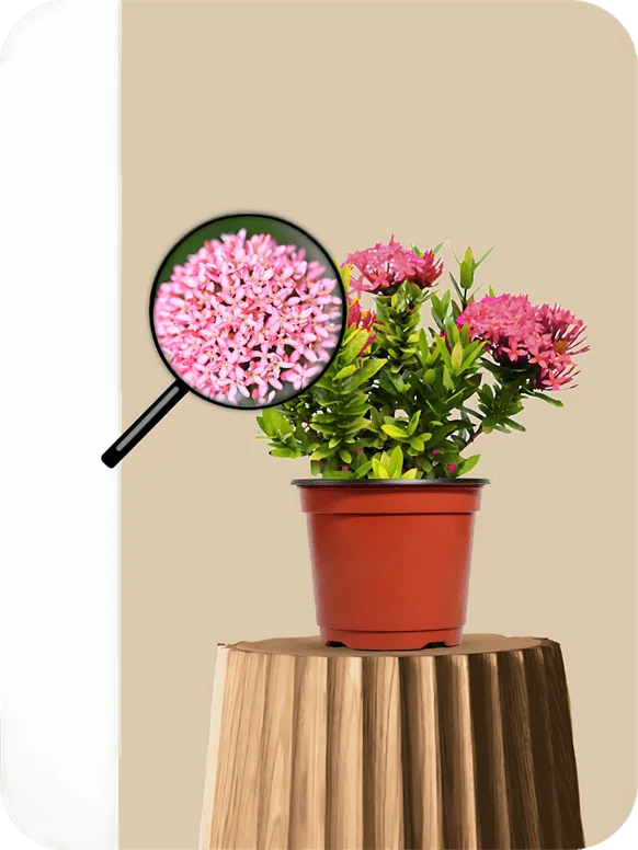 Mini Ixora Dwarf Pink Plant | 1 501