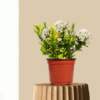 Mini Ixora Dwarf White Plant