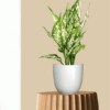 Aglaonema Snow White