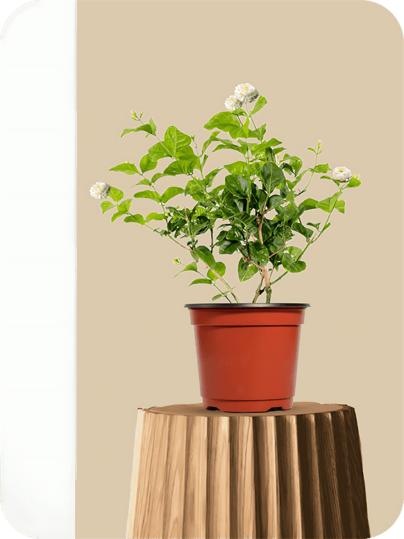 Butt Mogra - Jasmine Plant 1 Butt Mogra - Jasmine Plant