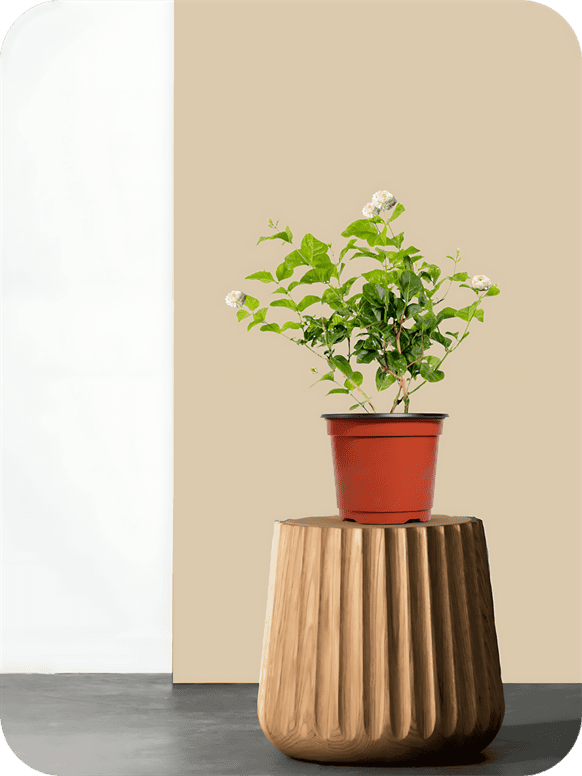 Butt Mogra - Jasmine Plant 2 Butt Mogra - Jasmine Plant - Image 2