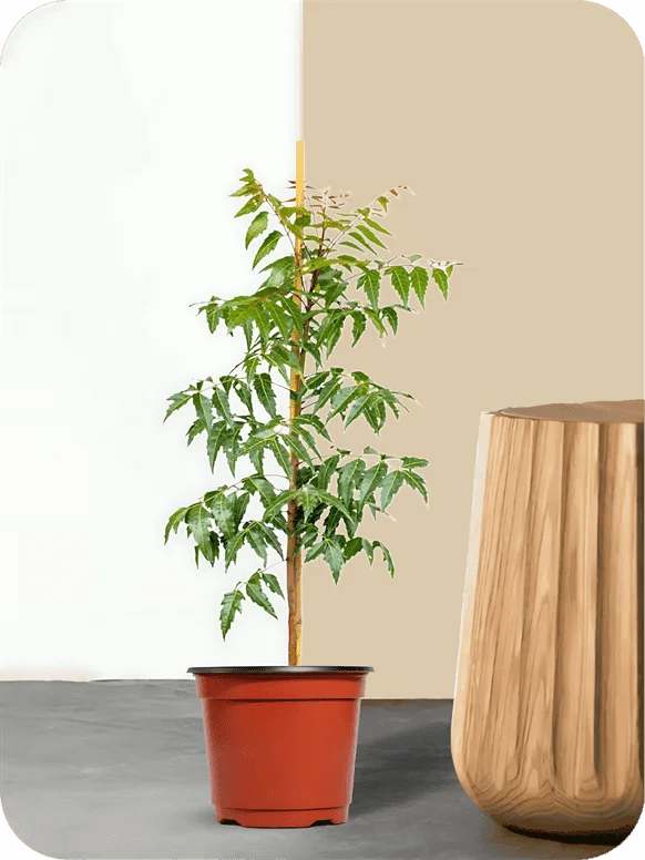 Neem Tree Plant | 1 539