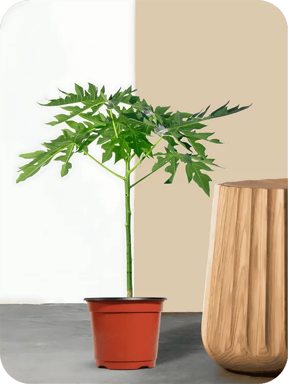 Papaya Plant | 1 550